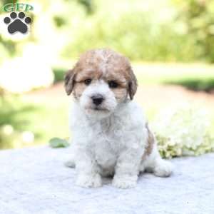 Rusty, Bich-Poo Puppy